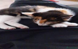 Altre razze gatti in regalo: Zoe, Micia Calico Dolce e Vivace! a Provincia di Varese - Immagine 7