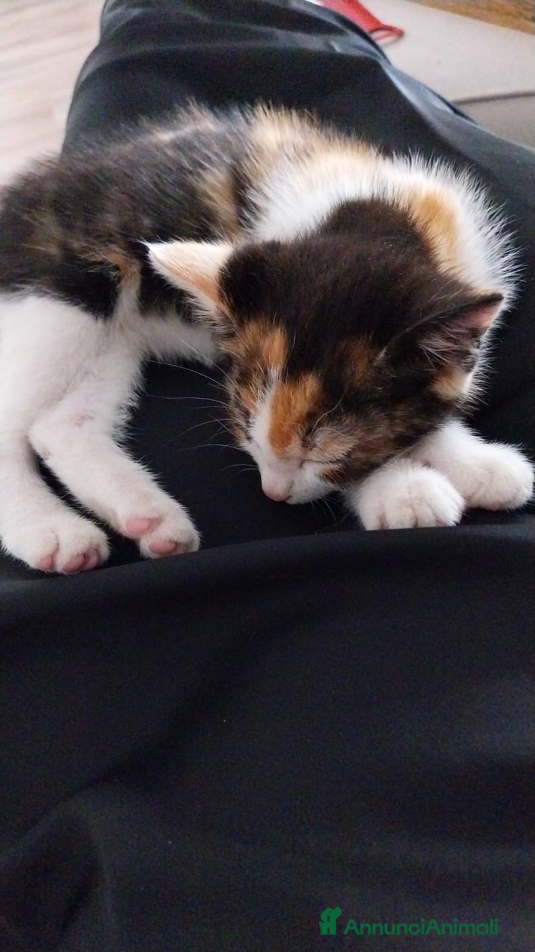 Altre razze gatti in regalo: Zoe, Micia Calico Dolce e Vivace! a Provincia di Varese - Immagine 7
