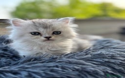 Persiano gatti in vendita: Gattini persiani Chinchilla e Himalayani  a Provincia di Ravenna - Immagine 14