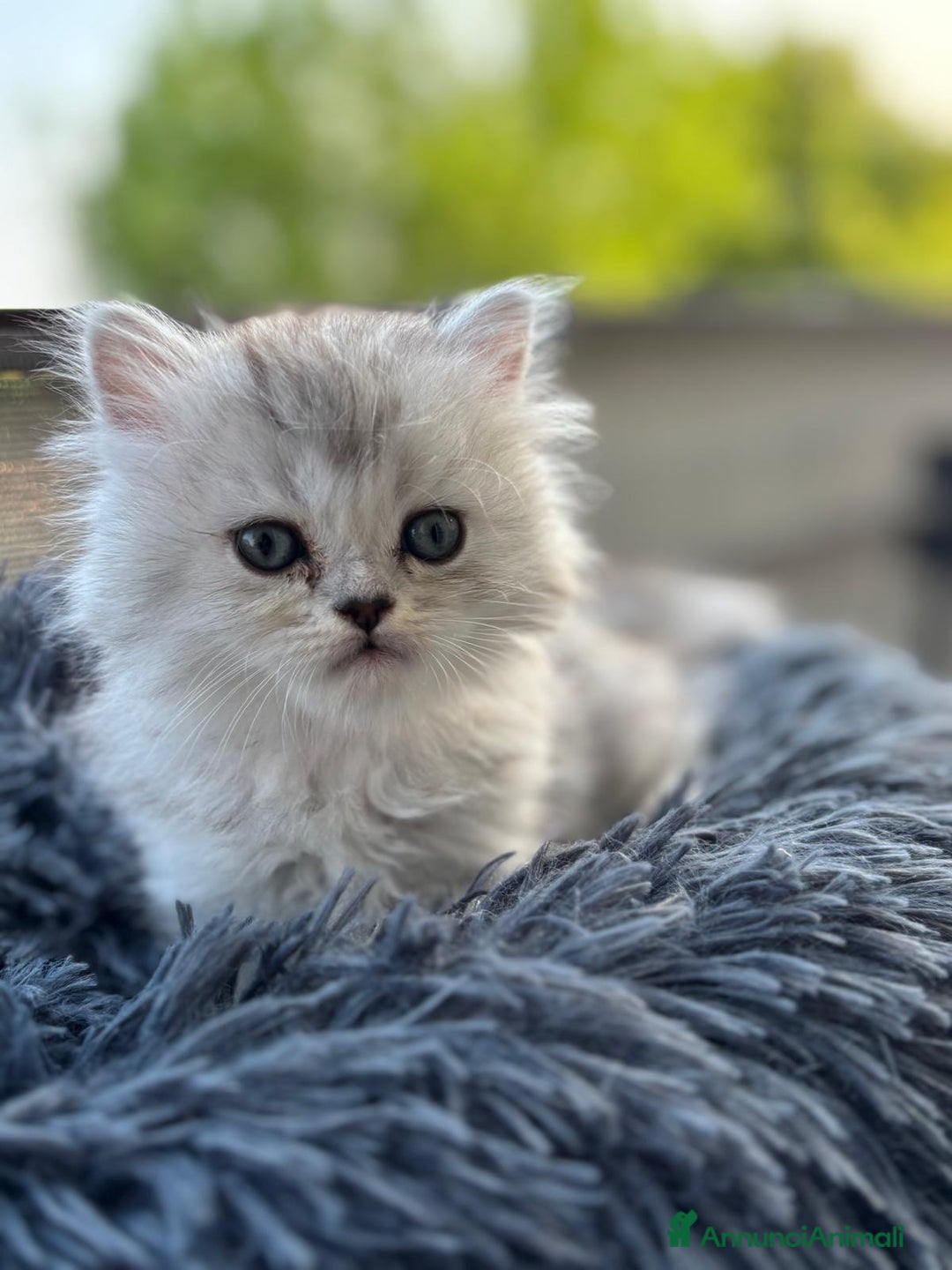 Persiano gatti in vendita: Gattini persiani Chinchilla e Himalayani  a Provincia di Ravenna - Immagine 14