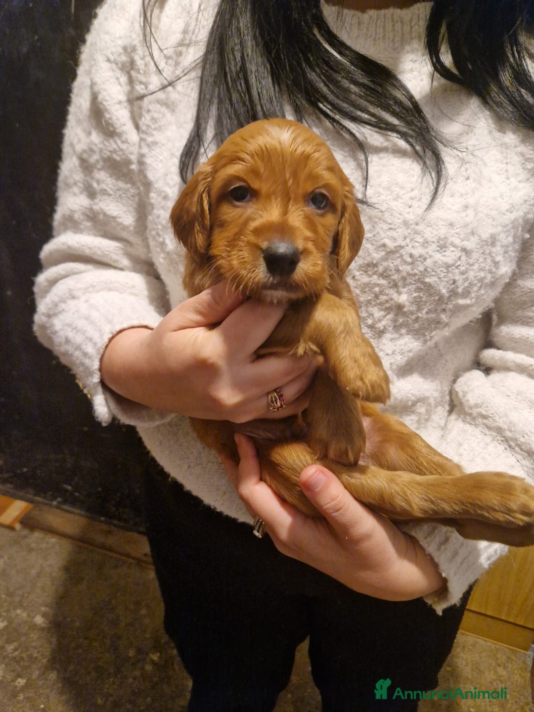 Setter Irlandese cani in vendita: Cuccioli di Setter Irlandese - Annuncio 8