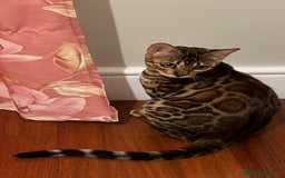 Bengala gatti in vendita: Cuccioli Bengala spotted ben 24 prenotazione  a Città Metropolitana di Bari - Immagine 12