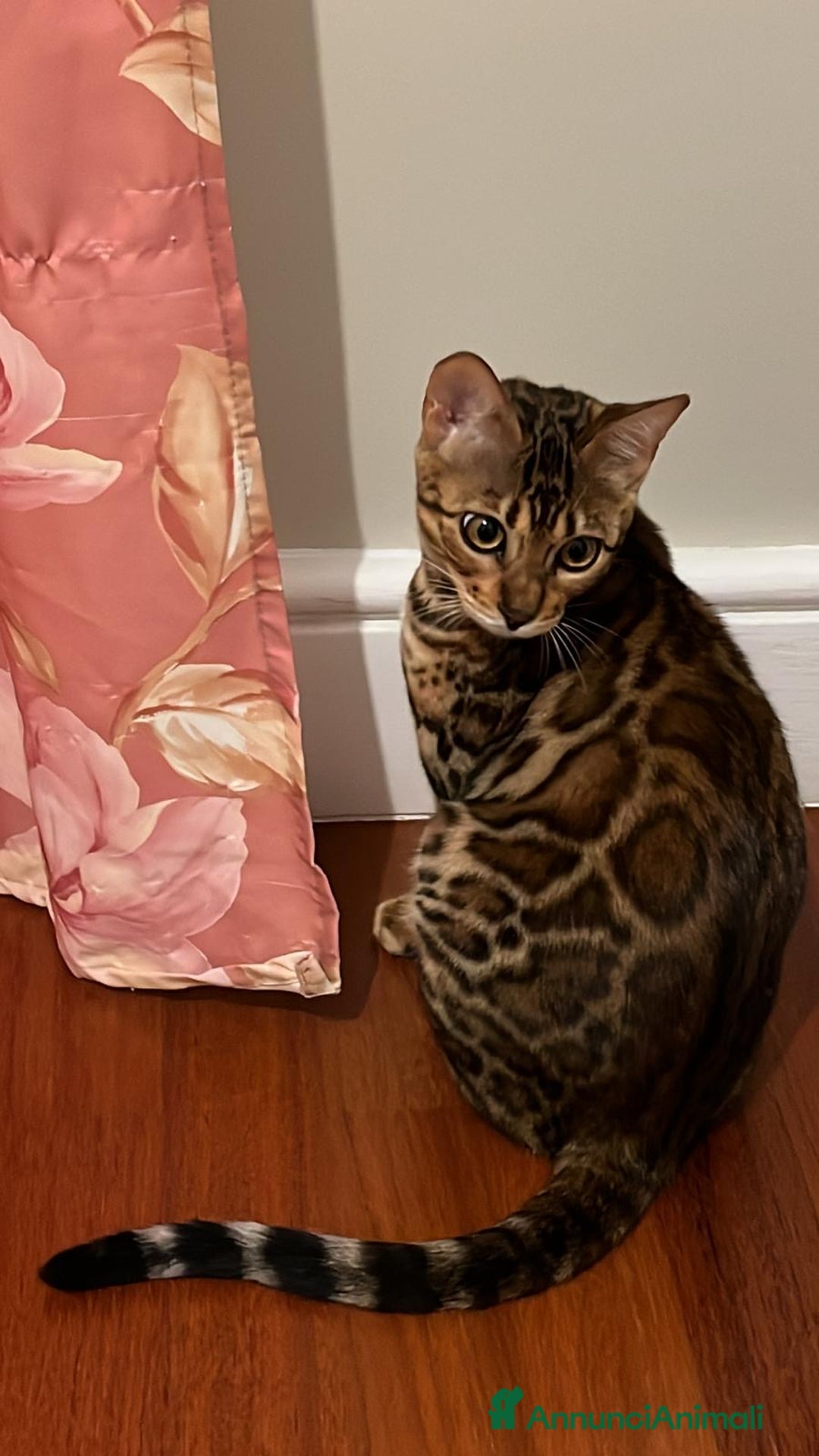 Bengala gatti in vendita: Cuccioli Bengala spotted ben 24 prenotazione  a Città Metropolitana di Bari - Immagine 12