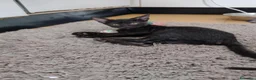 Meticcio gatti in regalo: Ciao a tutti da Sofì.! Splendida gattina di 2 mesi - Annuncio 5