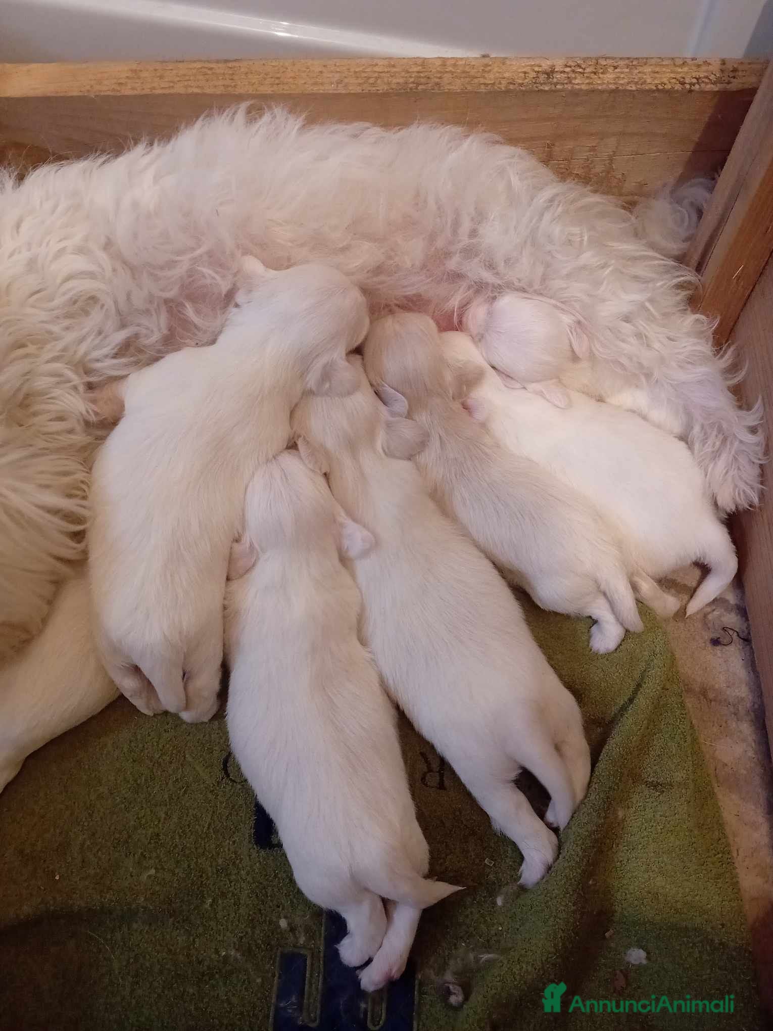 Maltese cani Maltesina toy - Annuncio 31