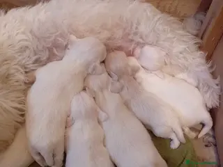 Maltese cani Maltesina toy - Annuncio 1