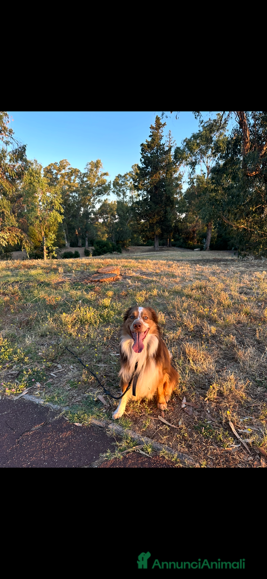 Australian Shepherd cani per accoppiamento: Pastore australiano, 3 anni, stallone - Annuncio 6