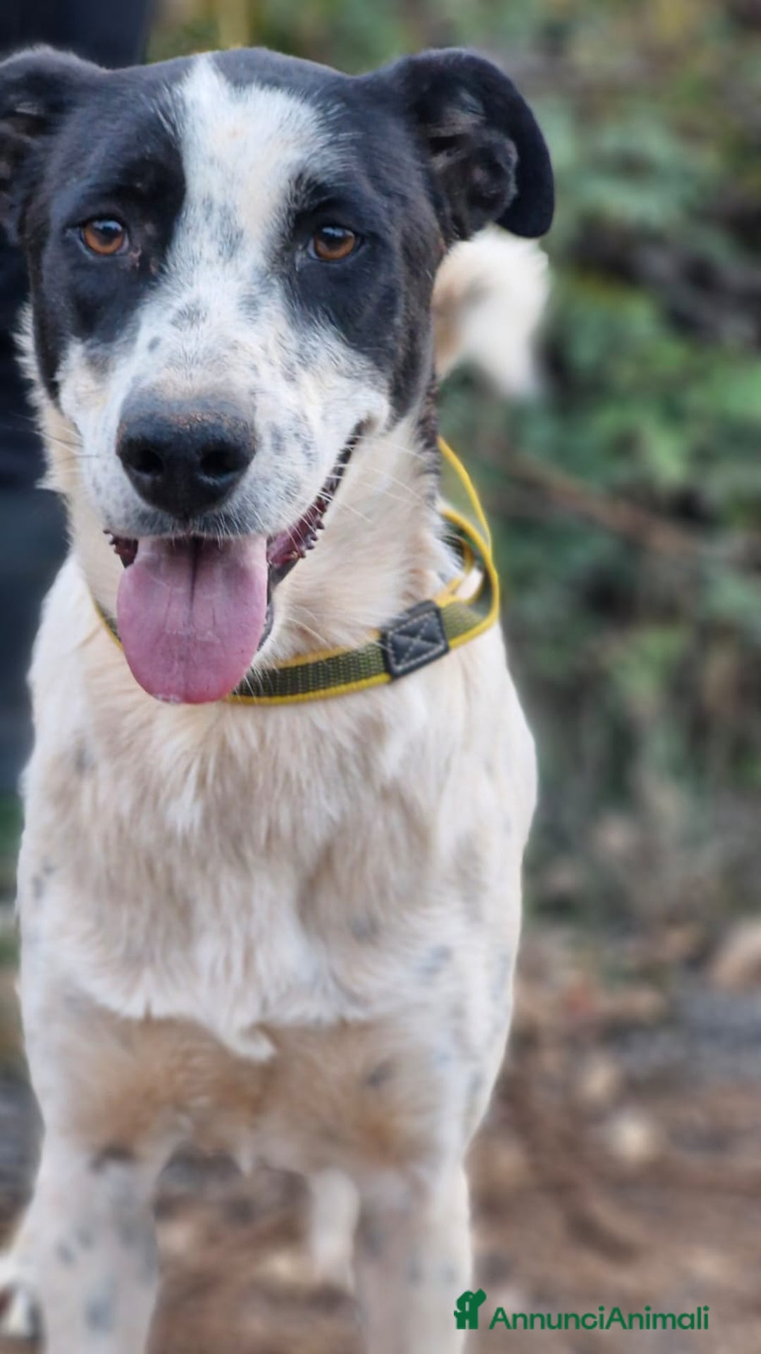 Meticcio cani in regalo: Daisy, una splendida meticcia - Annuncio 4