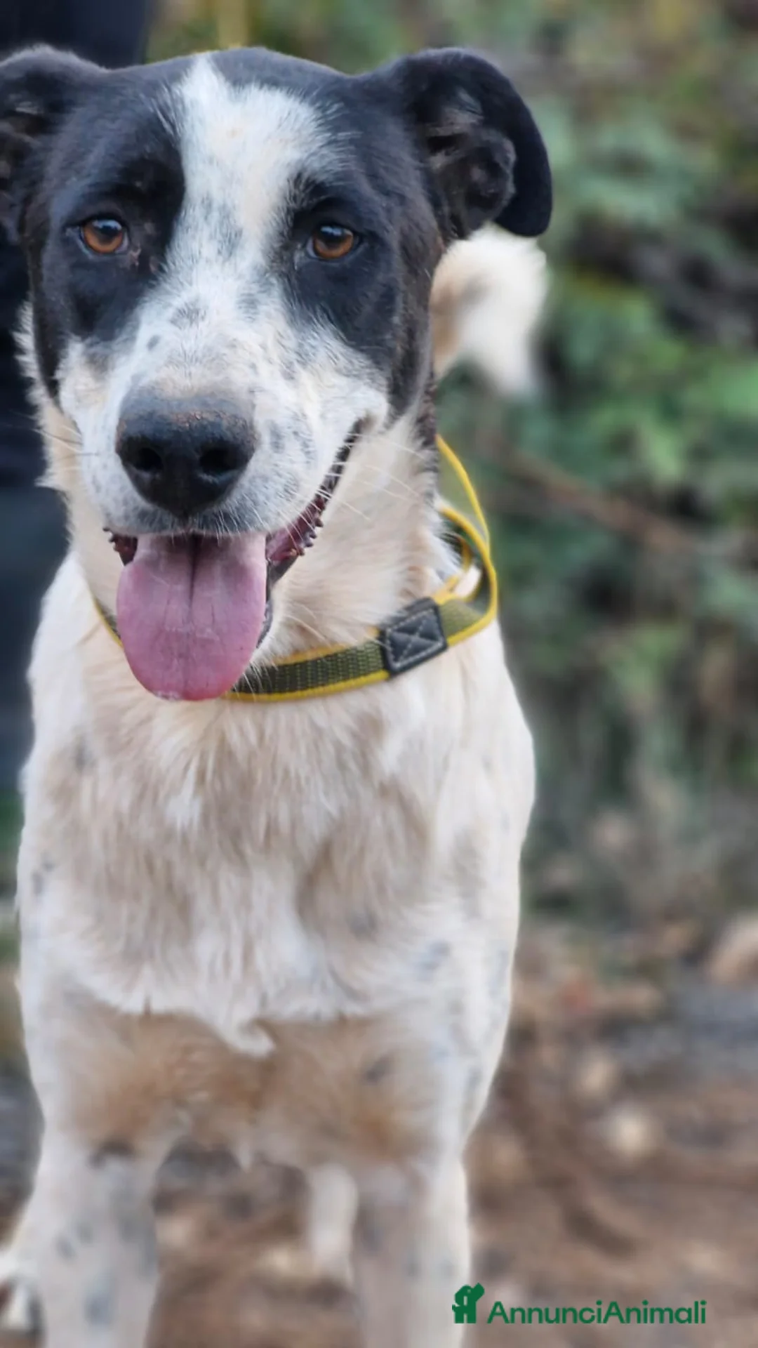 Meticcio cani in regalo: Daisy, una splendida meticcia - Annuncio 4