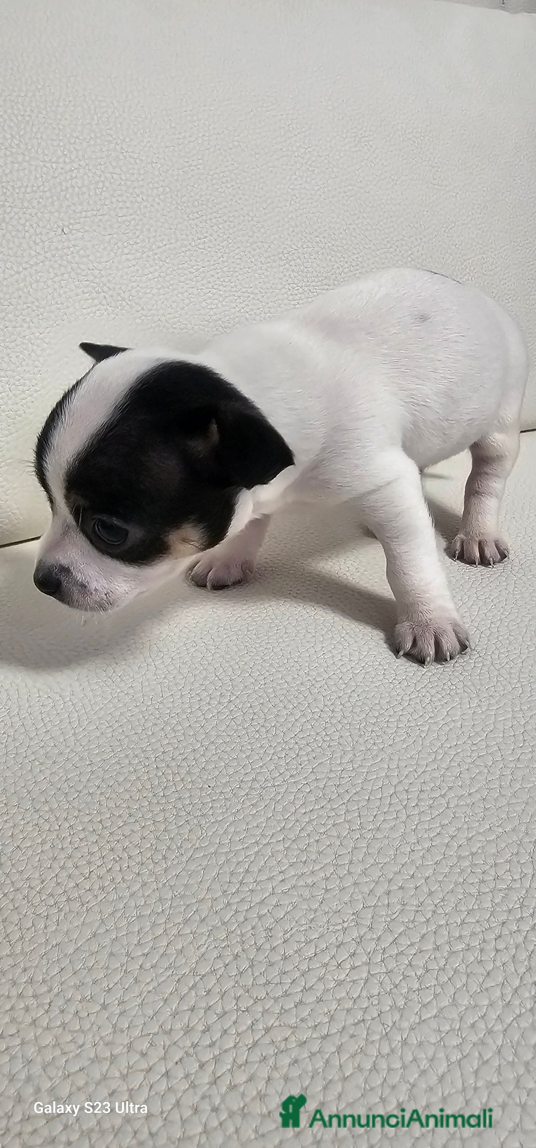 Chihuahua cani in vendita: Ultimo maschietto di chihuahua - Annuncio 2