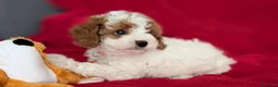 Cavapoo cani in vendita: Splendidi cuccioli di Cavapoo F1B a Città metropolitana di Milano - Annuncio 12