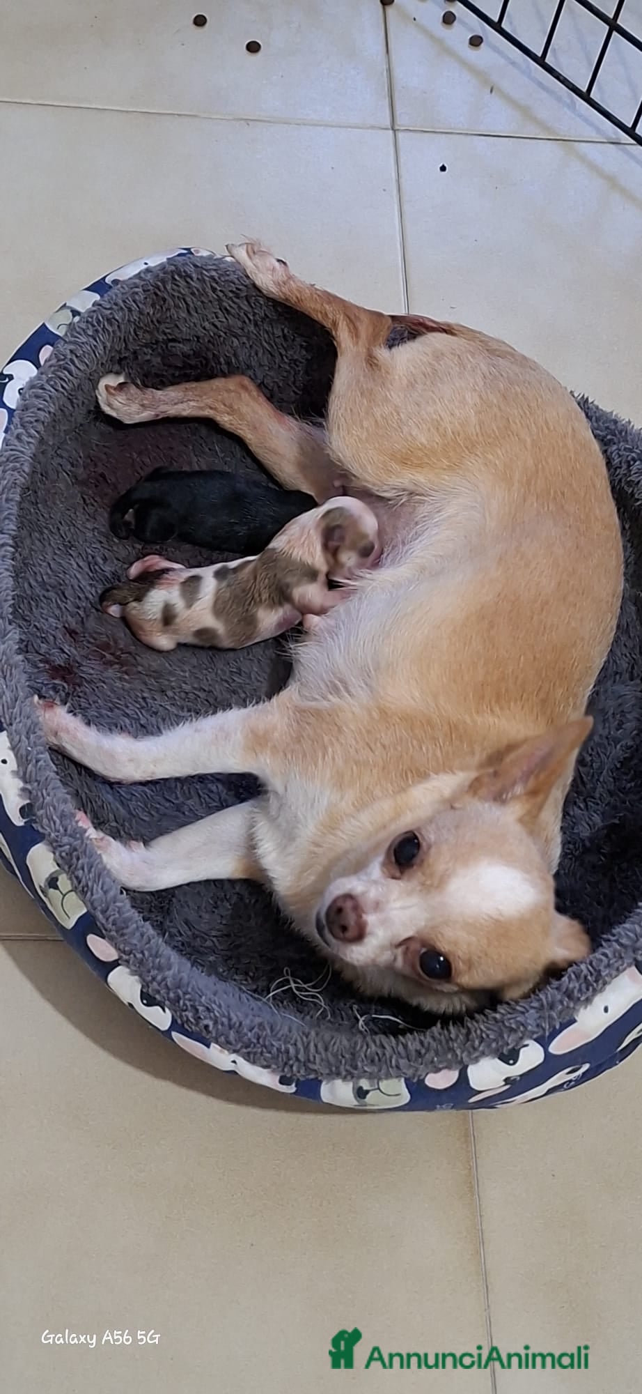 Chihuahua cani Chihuahua di catanicoSR - Annuncio 6