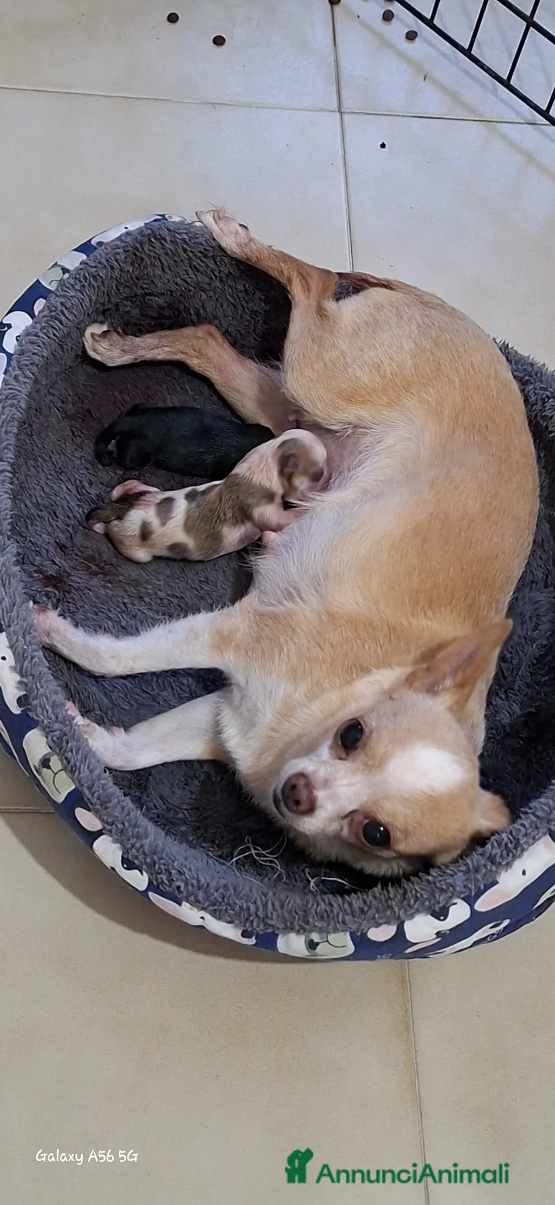 Chihuahua cani in vendita: Chihuahua di catanicoSR - Annuncio 1