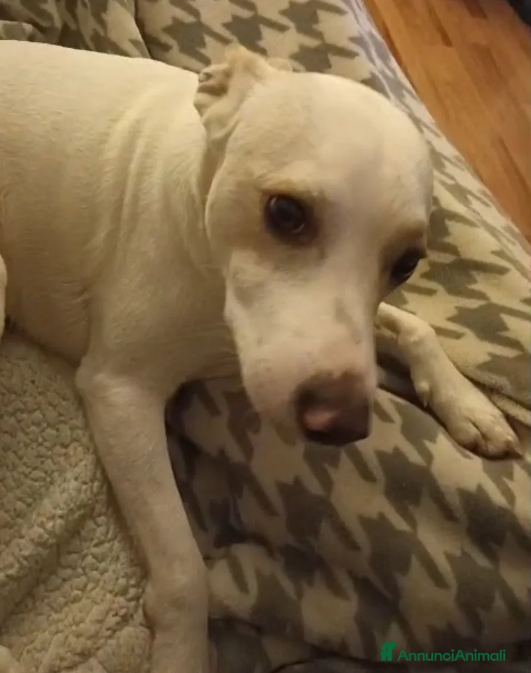 Meticcio cani in regalo: Argo: giovane taglia piccola vivace ed energico  - Annuncio 3