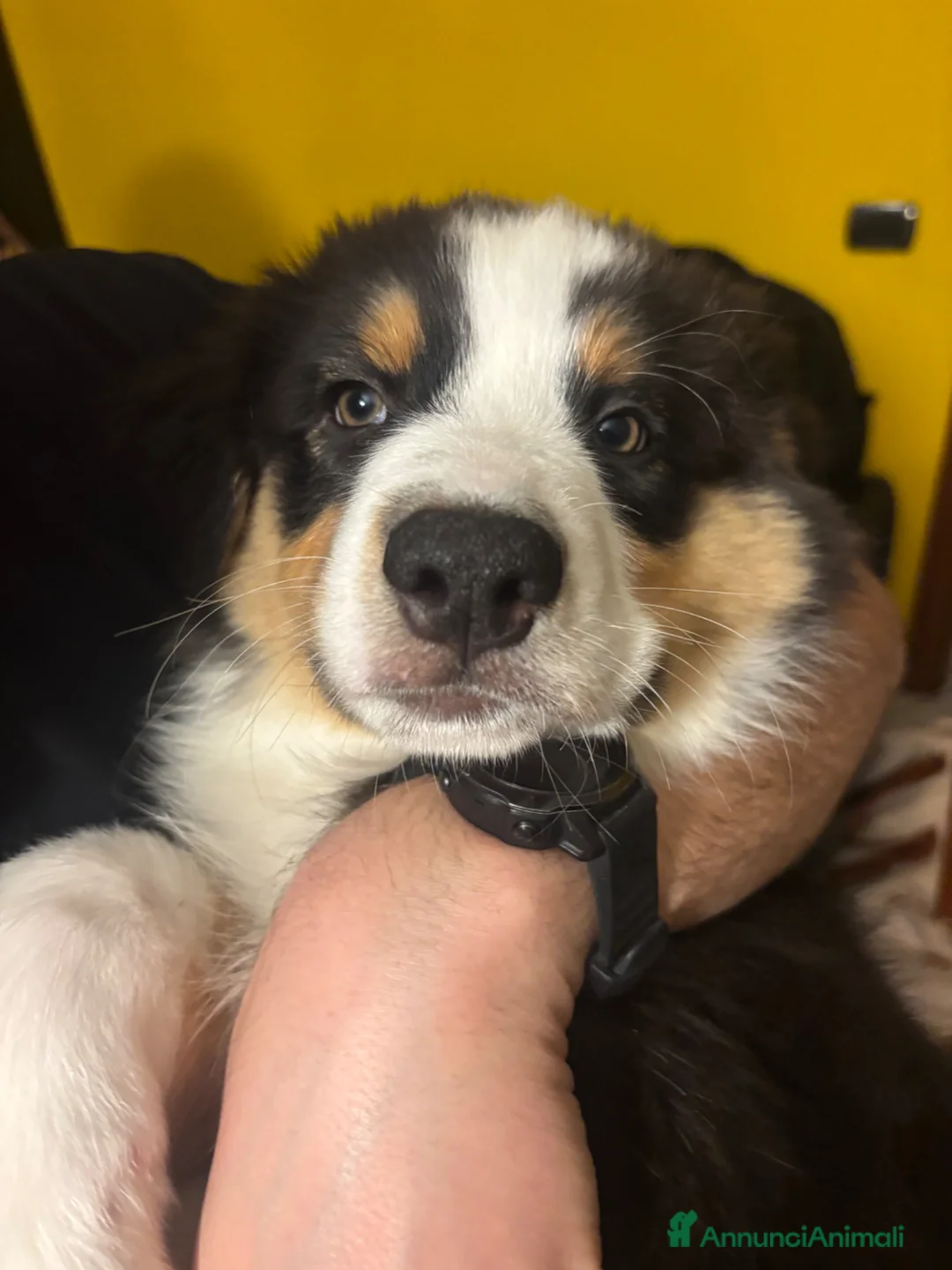 Australian Shepherd cani in vendita: 2 cuccioli di pastore australiano  - Annuncio 2
