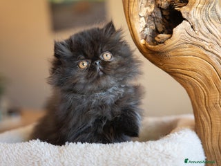 Persiano gatti Gatti Persiani ed Exotic Shorhair - Annuncio 10