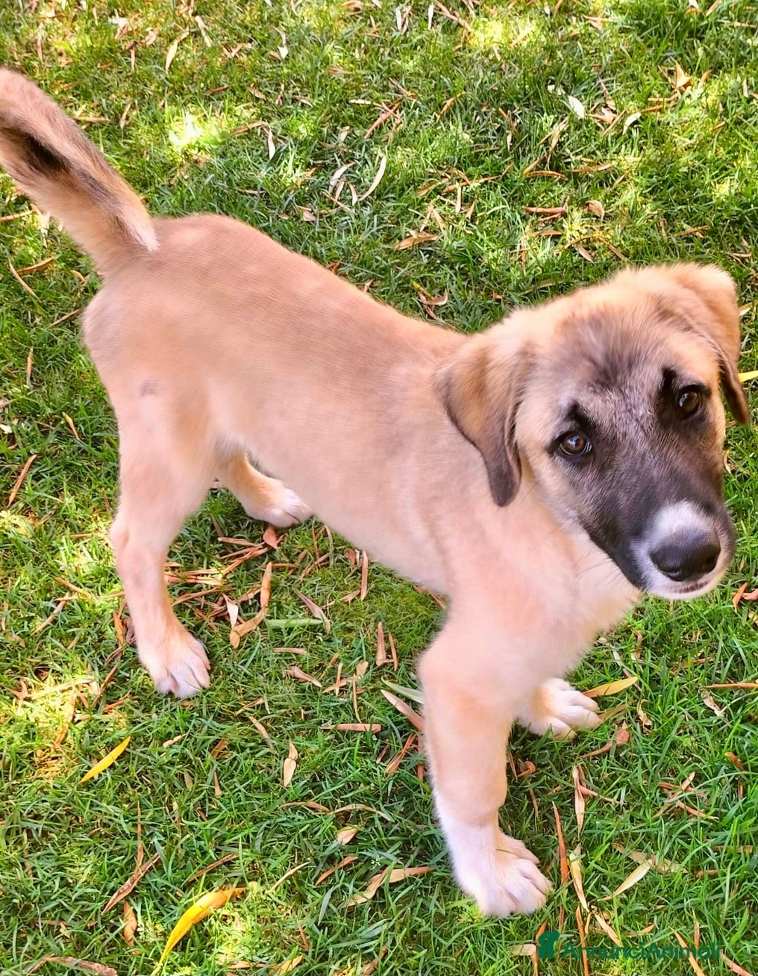Pastore dell’Anatolia cani in regalo: Adozione splendido cucciolo 3 mesi taglia grande a Città Metropolitana di Torino - Immagine 6