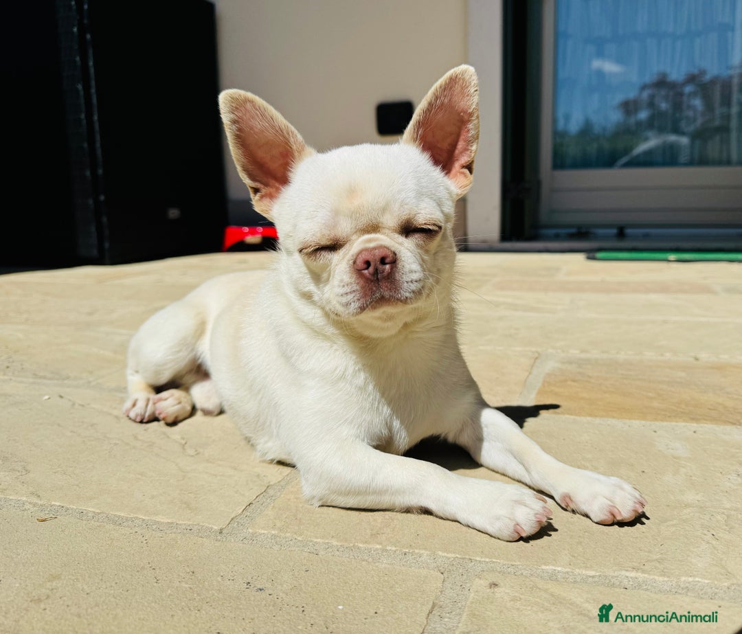 Chihuahua cani per accoppiamento: Chihuahua maschio per monta - Immagine 3