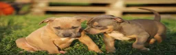 Pitbull cani in vendita: Cuccioli Pit Bull con Pedigree anche a rate  - Annuncio 34