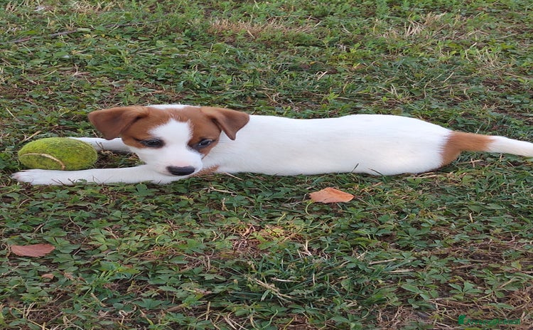 Jack Russell cani a Provincia di Novara - Annuncio 8