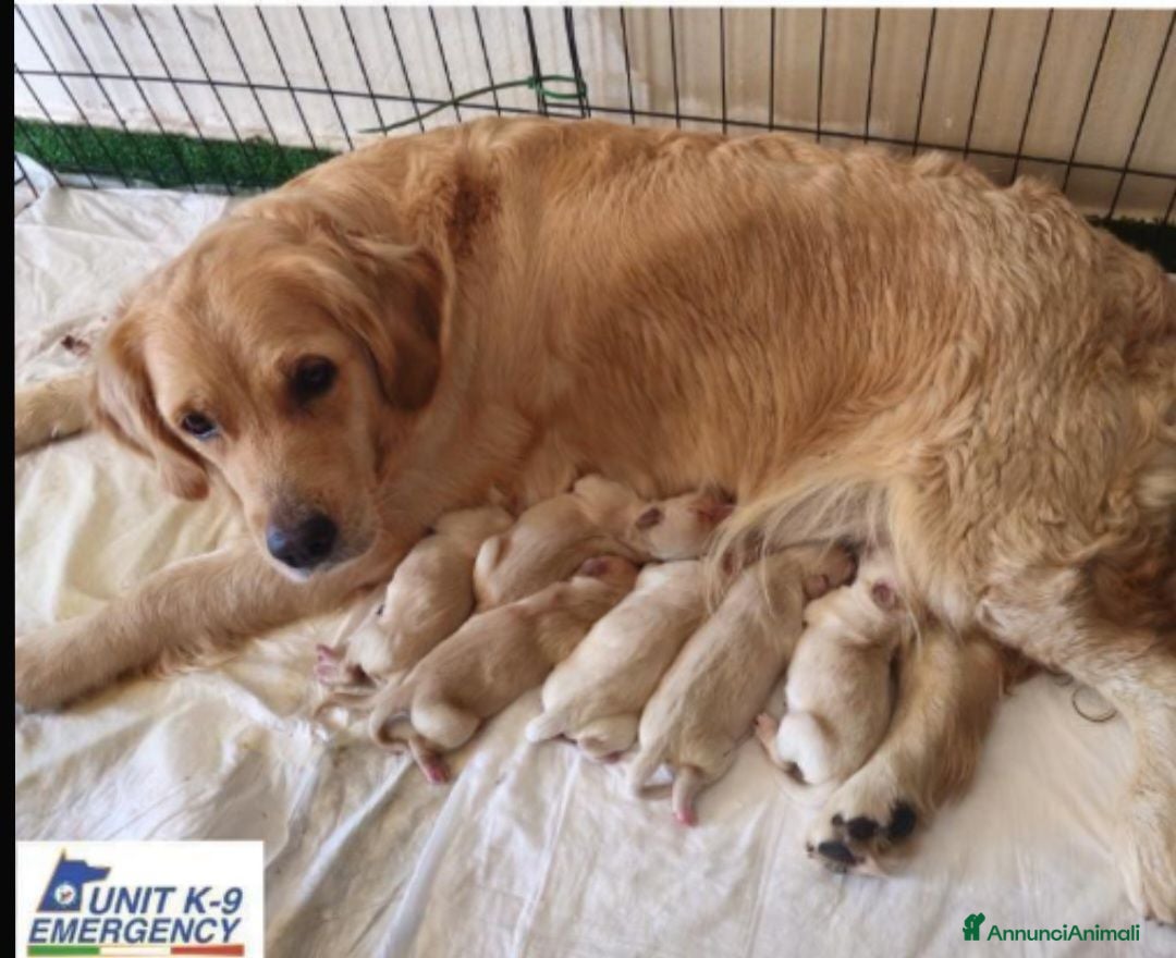 Golden Retriever cani in vendita: SPLENDIDI CUCCIOLI GOLDEN RETRIEVER  - Annuncio 2