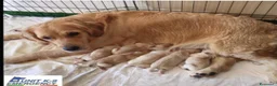 Golden Retriever cani in vendita: SPLENDIDI CUCCIOLI GOLDEN RETRIEVER  - Annuncio 1