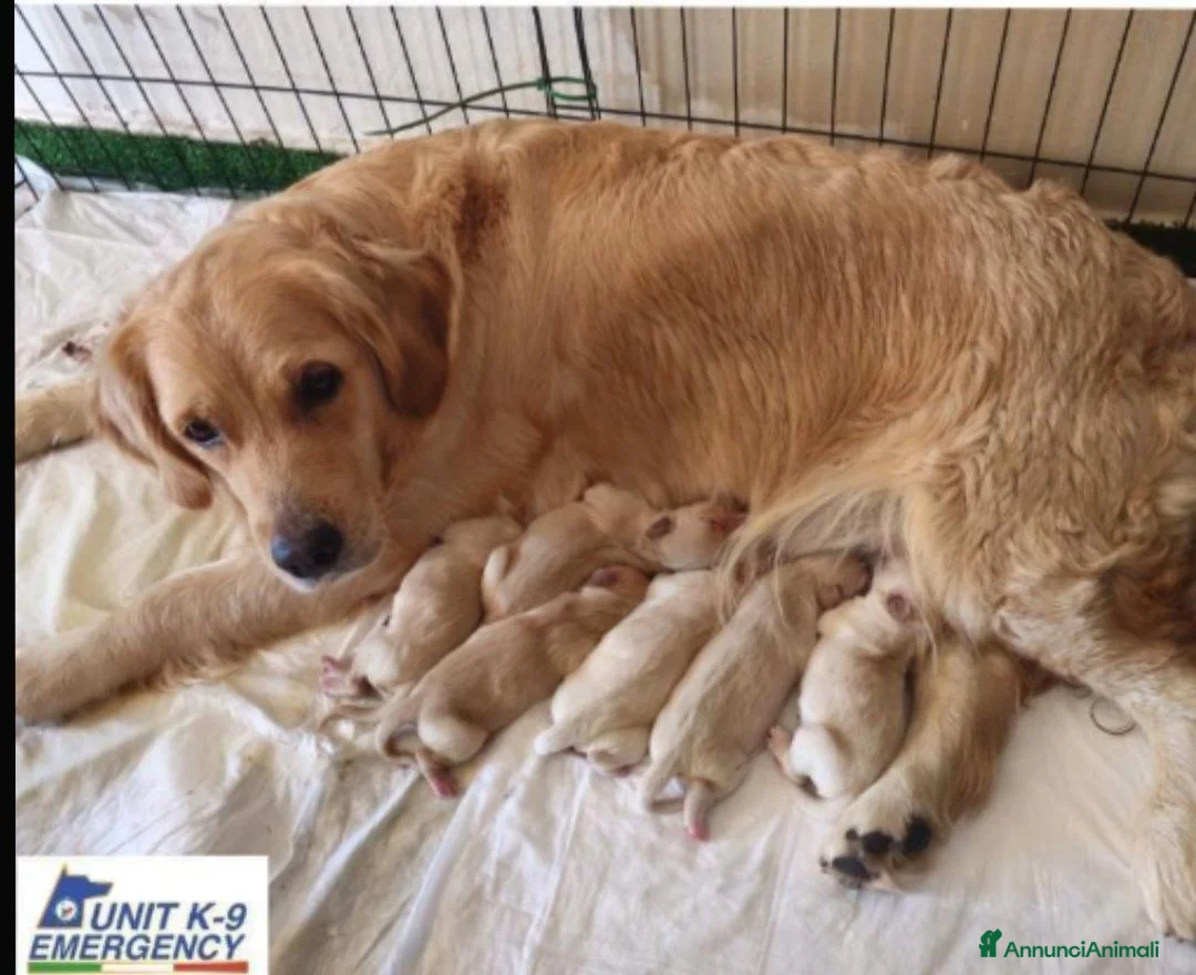 Golden Retriever cani in vendita: SPLENDIDI CUCCIOLI GOLDEN RETRIEVER  - Annuncio 1
