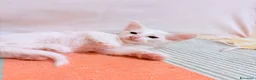 Angora turco gatti in vendita: Splendidi cuccioli di Angora turco - Annuncio 7