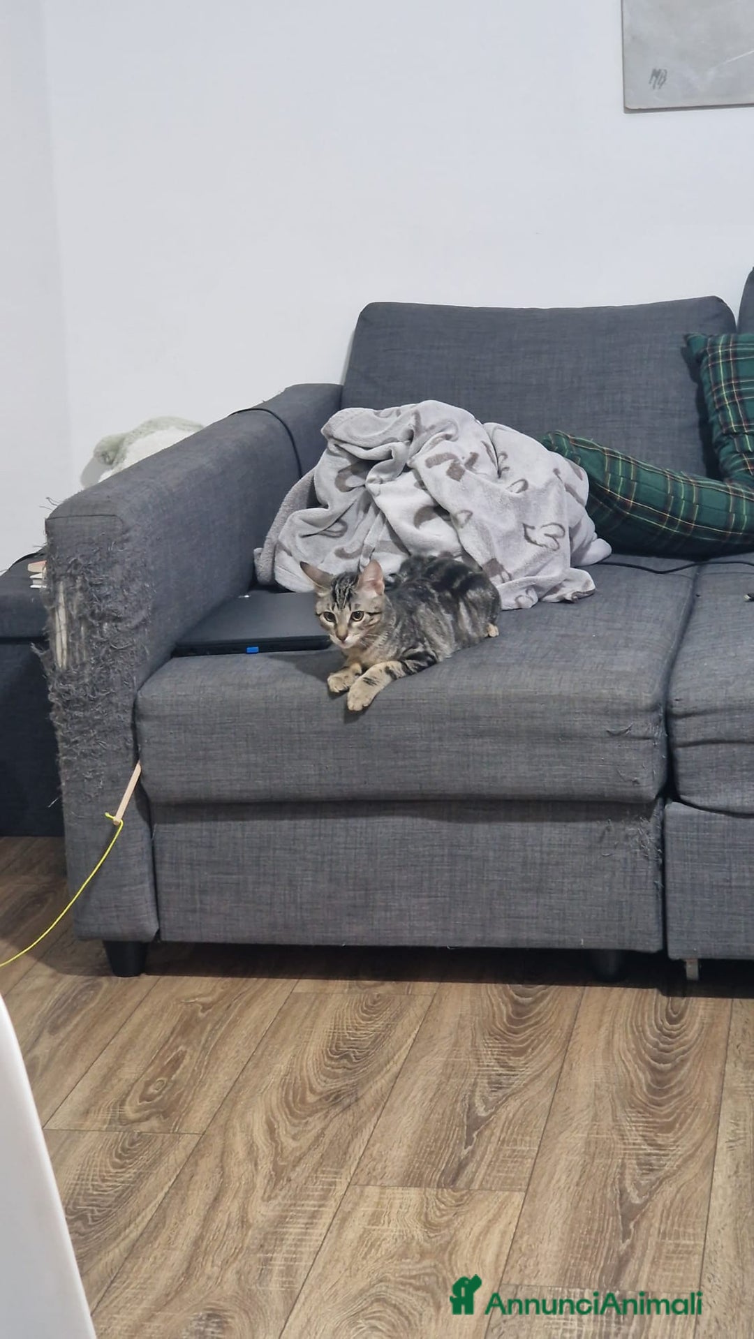 Altre razze gatti in regalo: GATITNI TENERI - Annuncio 6