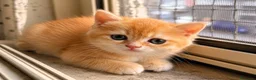 British gatti in vendita: British Golden  - Annuncio 7