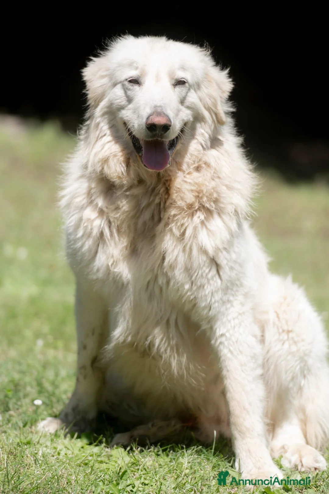 Meticcio cani in regalo: YELLOW MERITA UNA VITA VERA, NON LO CREDI ANCHE TU - Annuncio 2