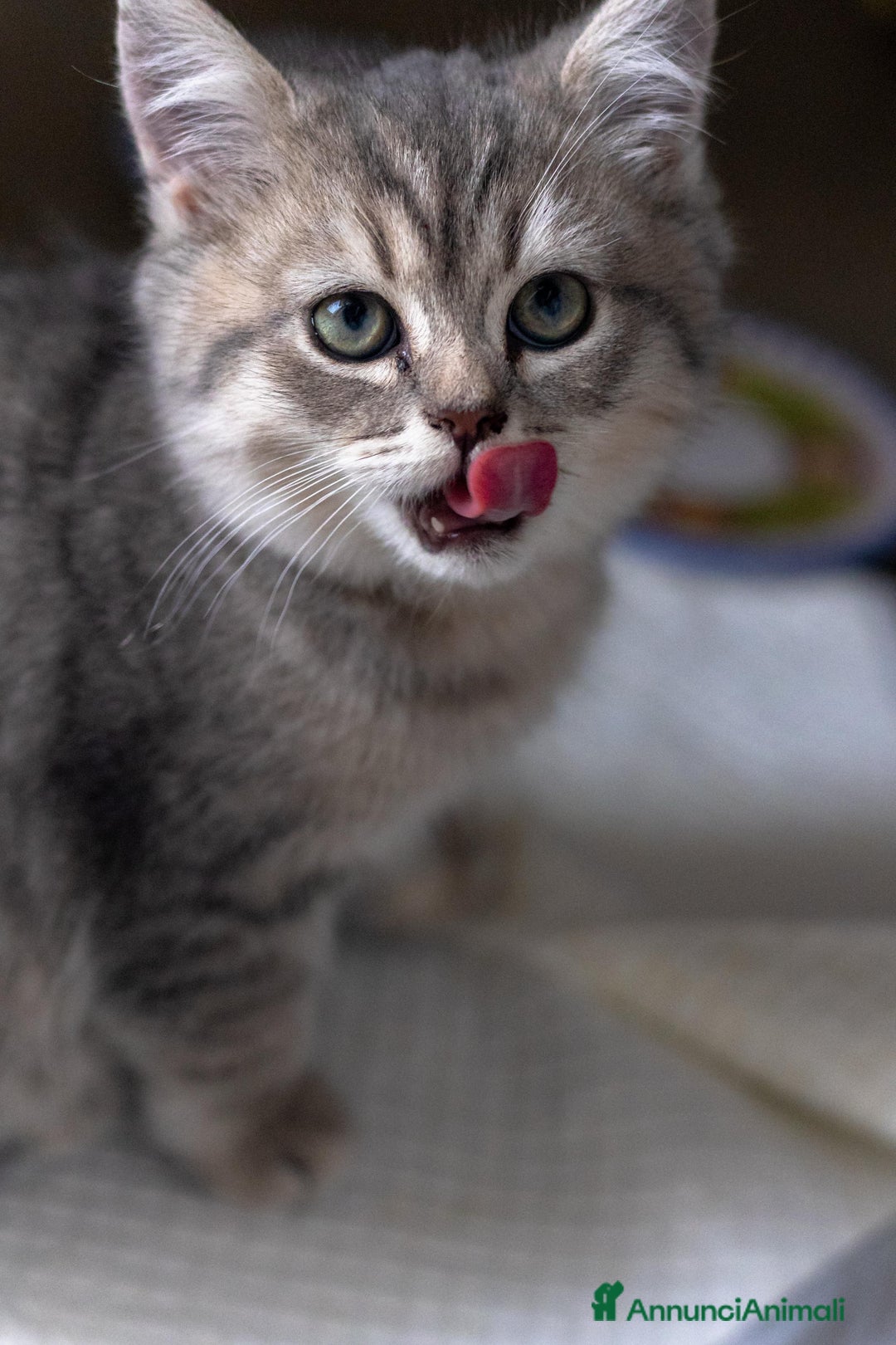 Scottish gatti in vendita: Gattini Scottish fold e straight  - Annuncio 8