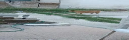 Meticcio cani in regalo: Triade di meticci - Annuncio 6