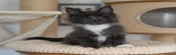 Maine Coon gatti in vendita: 🏆 Top Cuccioli MCO ❤️ - Annuncio 4