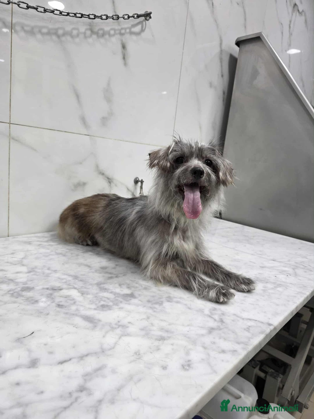 Meticcio cani in regalo: dina taglia piccola in regalo - Annuncio 1