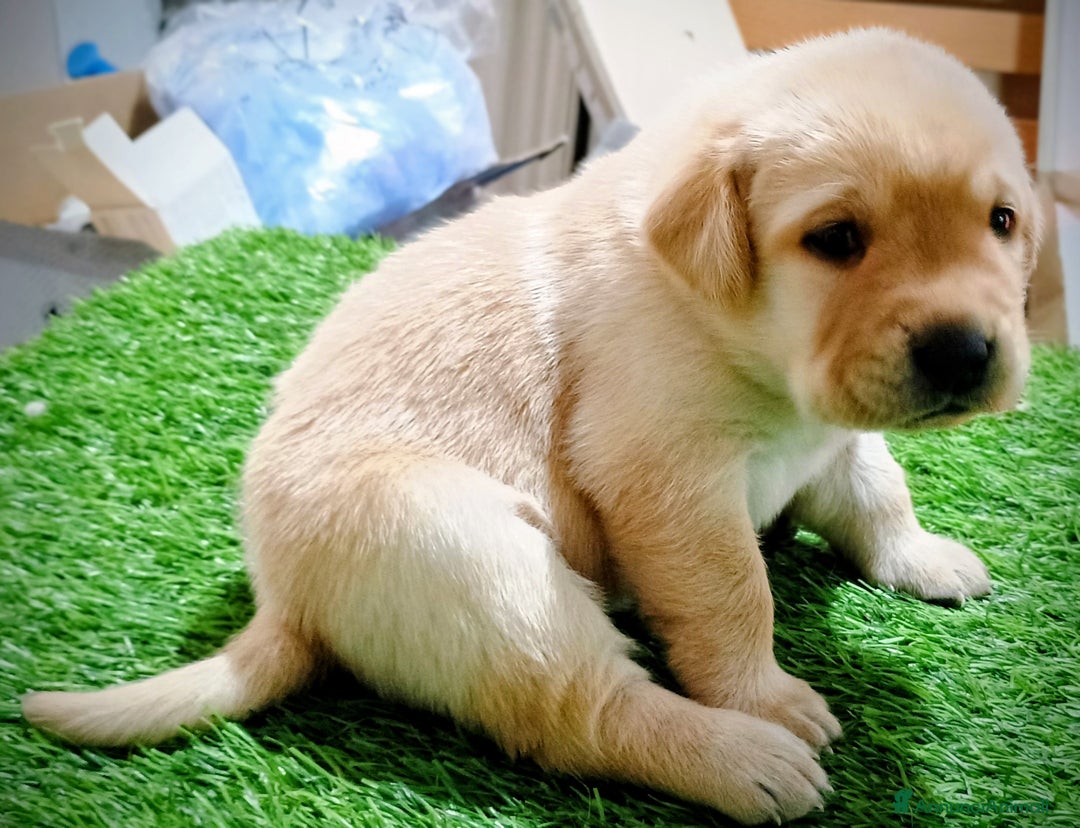 Labrador cani in vendita: Cuccioli Labrador Retriever gialli con pedigree  - Annuncio 2