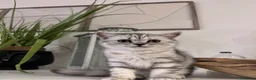 Scottish gatti in vendita:  Scottish silver / Lynx Point - Annuncio 6