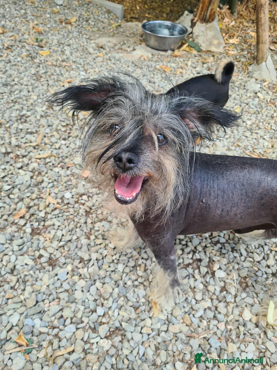 Altre razze cani in regalo: KIWI, simpaticissimo CANE NUDO CINESE. Tg piccola. - Annuncio 4