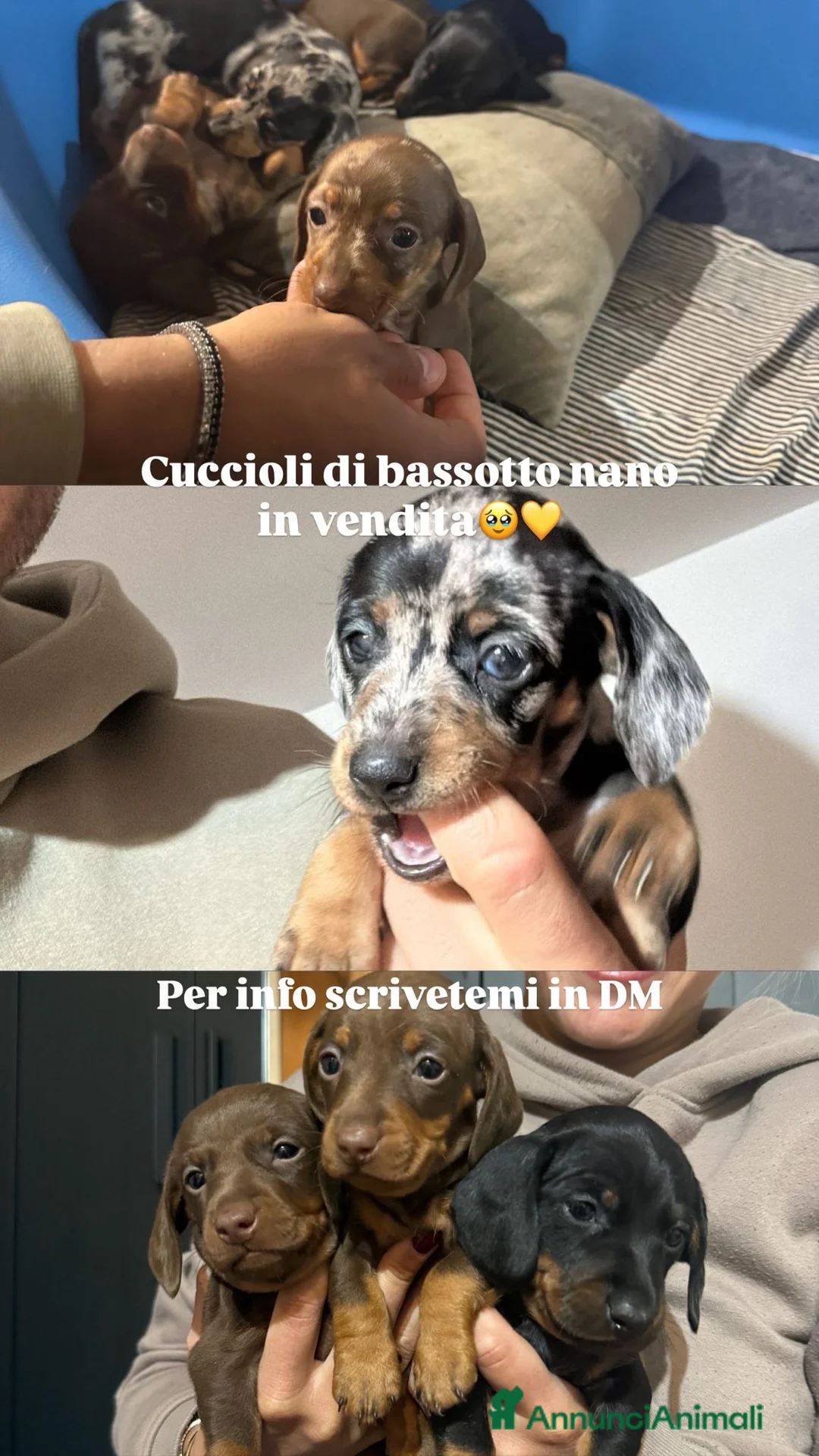 Bassotto cani in vendita: Bassottini nani - Annuncio 3