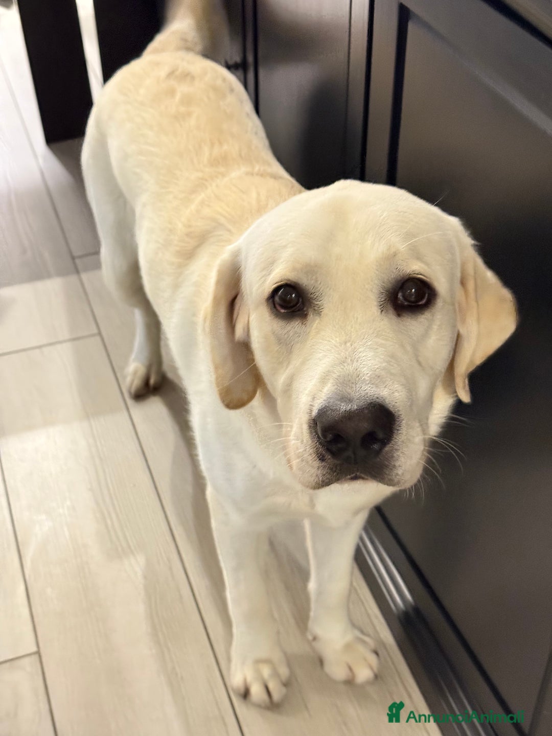 Labrador cani in vendita: Labrador reteiver - Annuncio 2