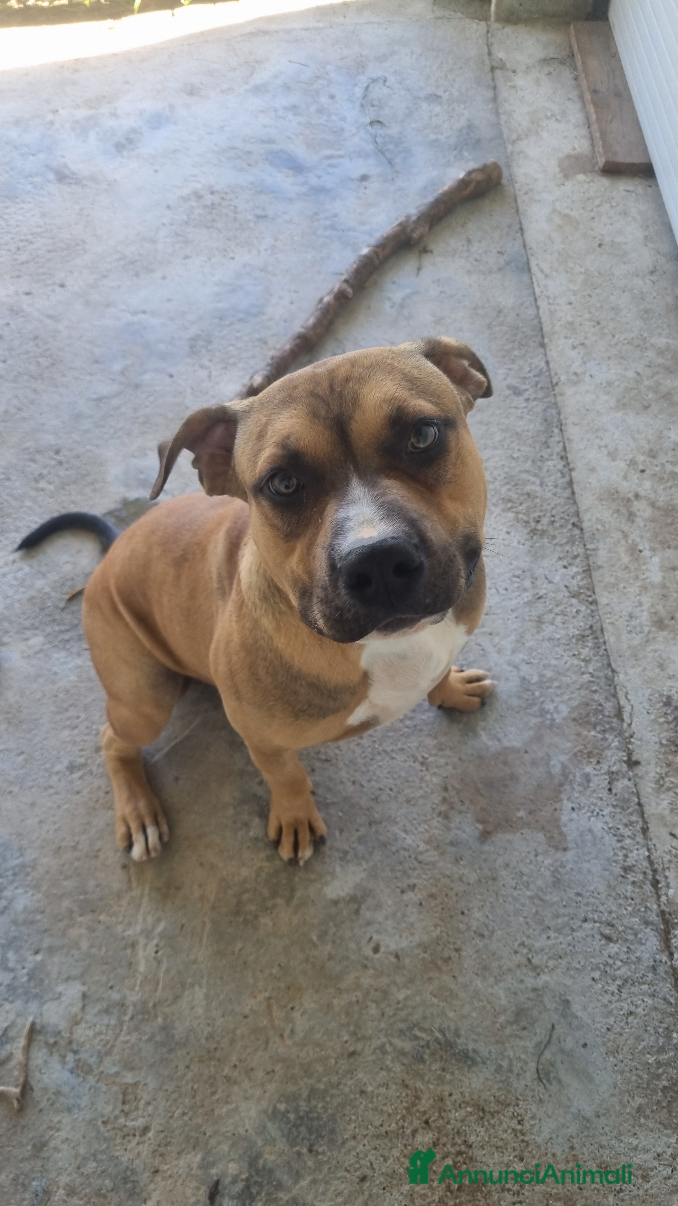 Pitbull cani in regalo: american pitbull terrier ukc - Annuncio 1