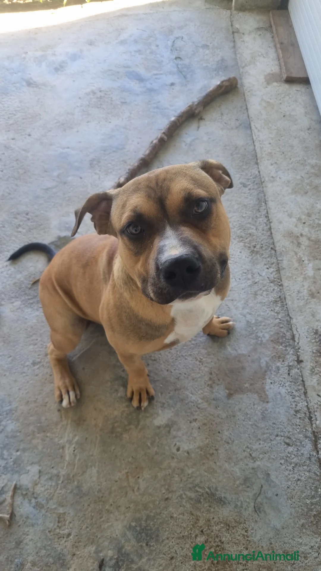 Pitbull cani in regalo: american pitbull terrier ukc - Annuncio 1