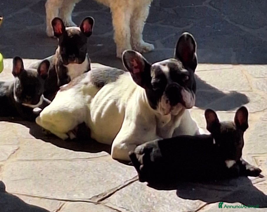 Bulldog Francese cani Cucciola di BullDog Francese - Annuncio 1