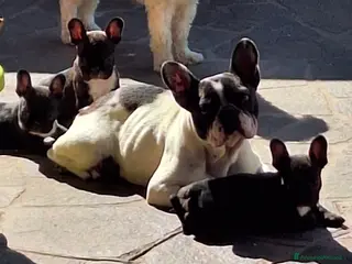 Bulldog Francese cani Cucciola di BullDog Francese - Annuncio 1