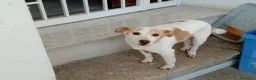 Meticcio cani in regalo: PICCINO - Annuncio 9