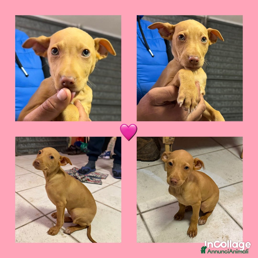 Cirneco dell'Etna cani in vendita: Cirneco dell' etna  - Annuncio 7