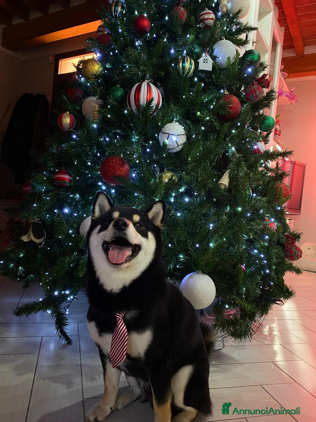 Shiba Inu cani per accoppiamento: SHIBA INU MASCHIO PER ACCOPPIAMENTO  - Annuncio 2