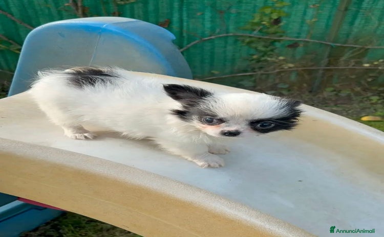 Chihuahua cani - Annuncio 9