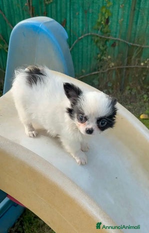 Chihuahua cani - Annuncio 9