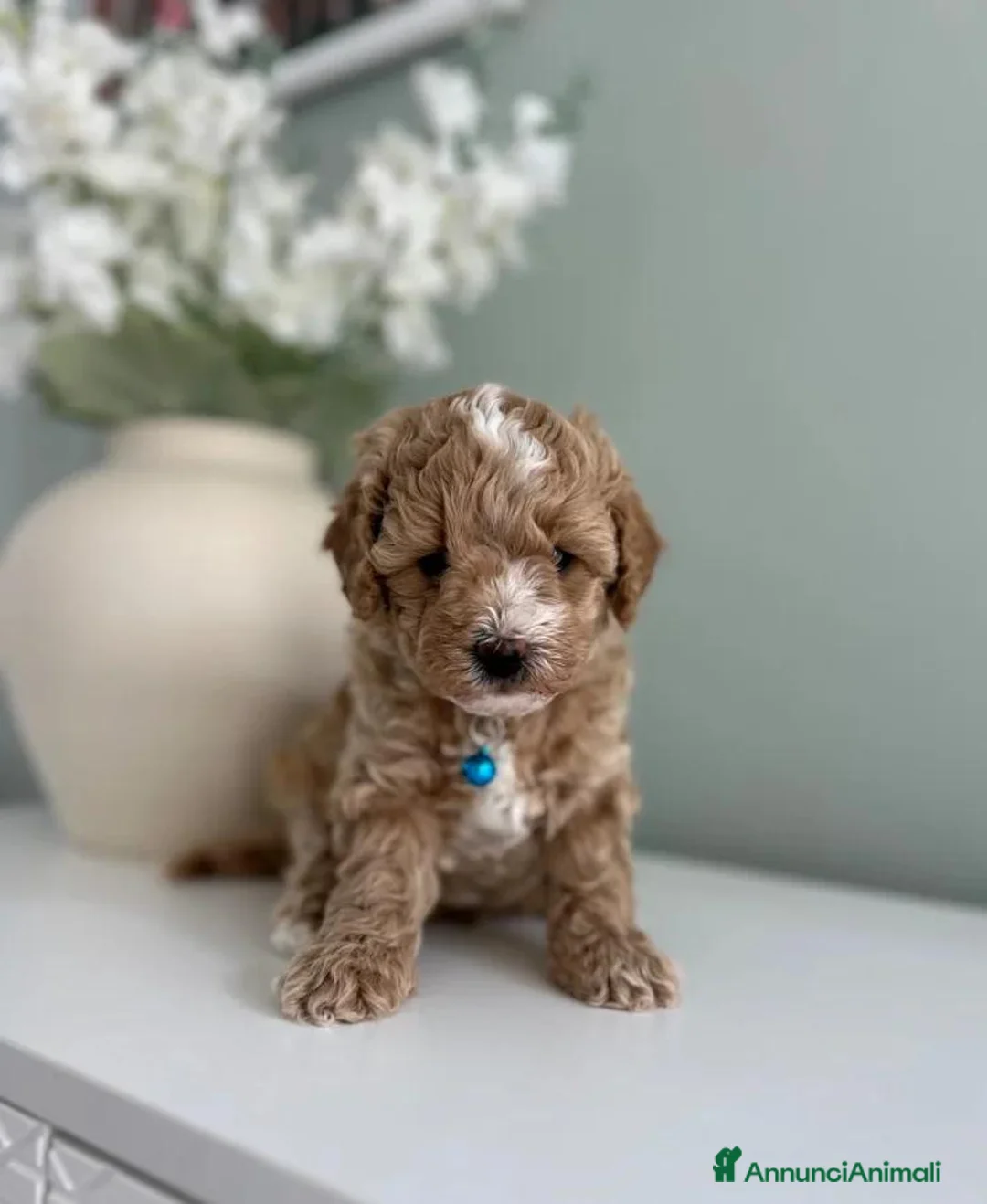 Maltipoo cani in vendita: BELLISSIMI MALTIPOO PRESTO DISPONIBILI - Annuncio 1
